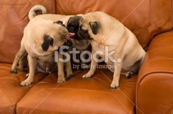 Dogs on leather sofa